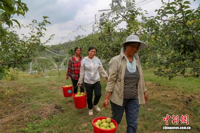 硕果满枝梨飘香 山西高平打造“梨”想生活