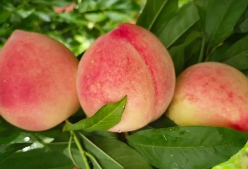 微信截图_20250814134736