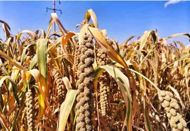 微信截图_20250818100614