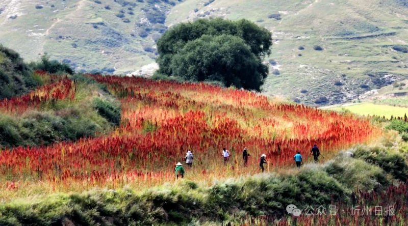 微信截图_20250820165815