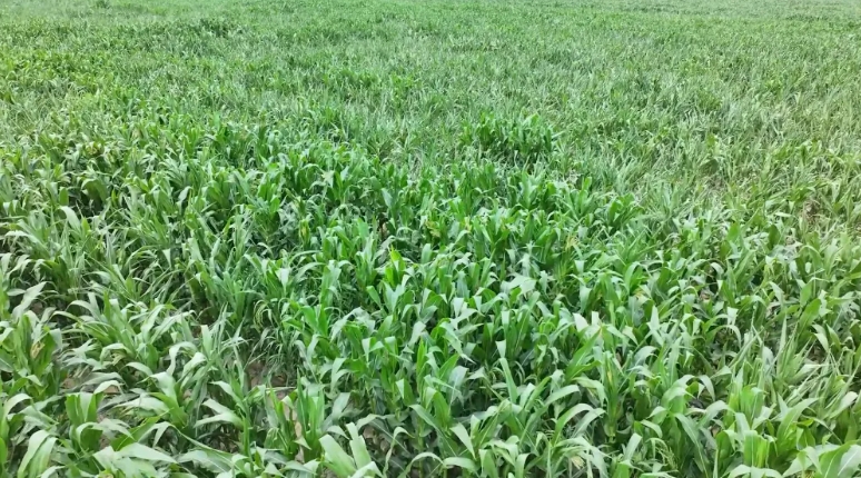 微信截图_20250825102848