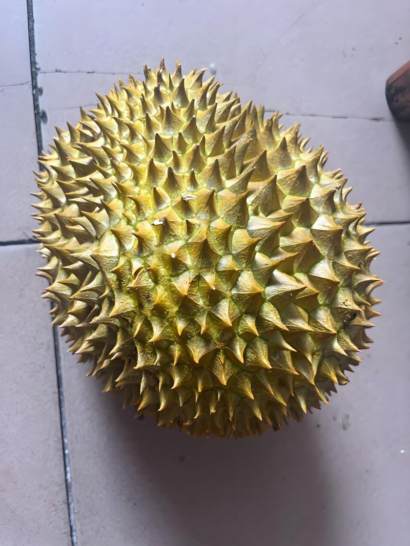 一斤15元，你“榴莲自由”了吗？