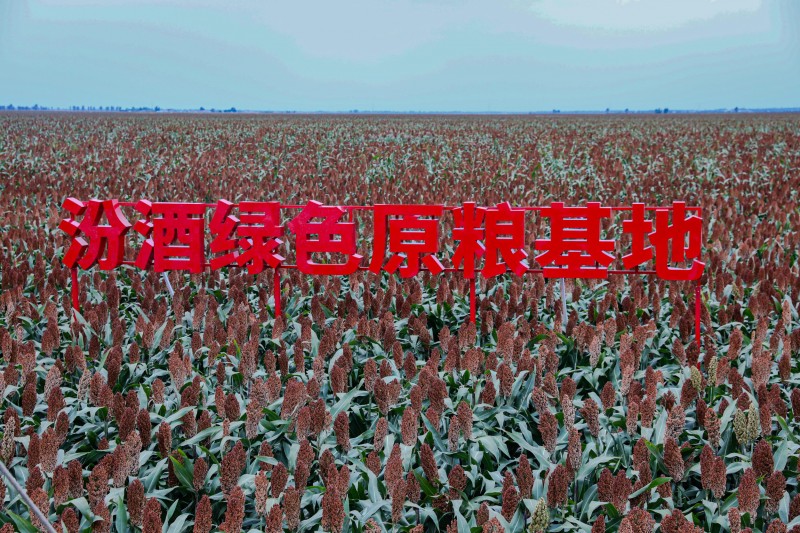 追踪美酒的“原生家庭”:2025“汾酒第一车间”走进吉林梨树县!