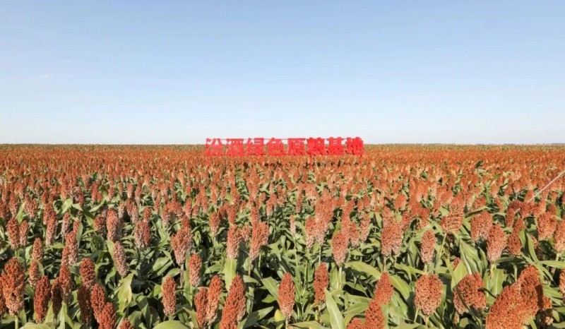 黑土地上的品质答卷，汾酒第一车间的源头革新