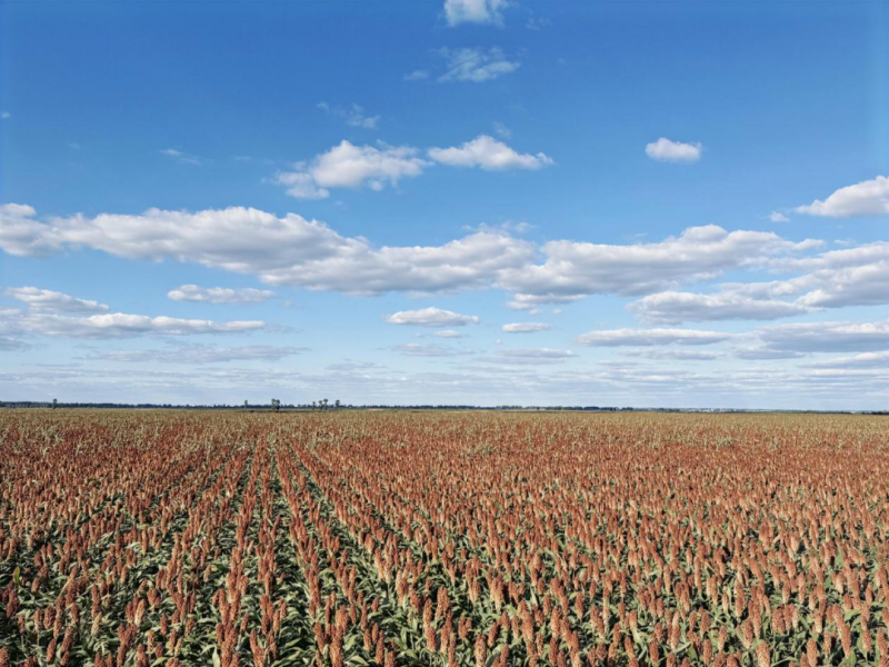 黑土地上的品质答卷，汾酒第一车间的源头革新