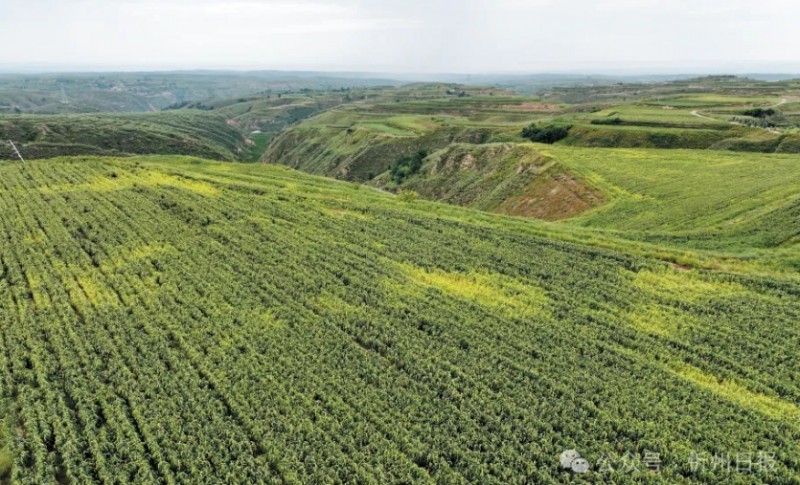 微信截图_20251010172253