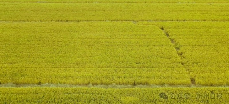 微信截图_20251016102424