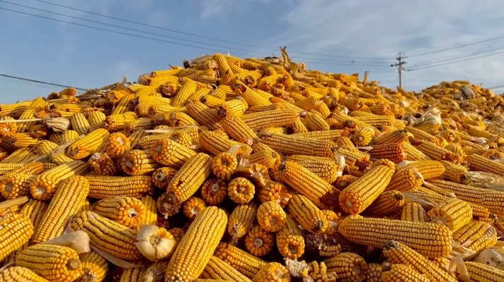 山西阳曲县高村乡秋粮收获进度超九成！本地收储产业链助农颗粒归仓~