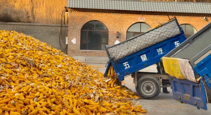 山西阳曲县高村乡秋粮收获进度超九成！本地收储产业链助农颗粒归仓~