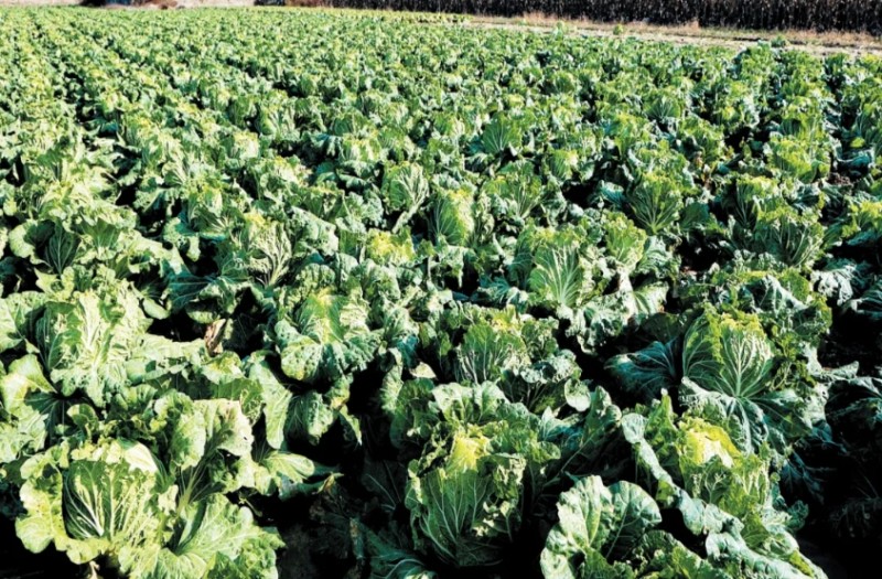 山西忻州河曲：南元大白菜 名气响当当