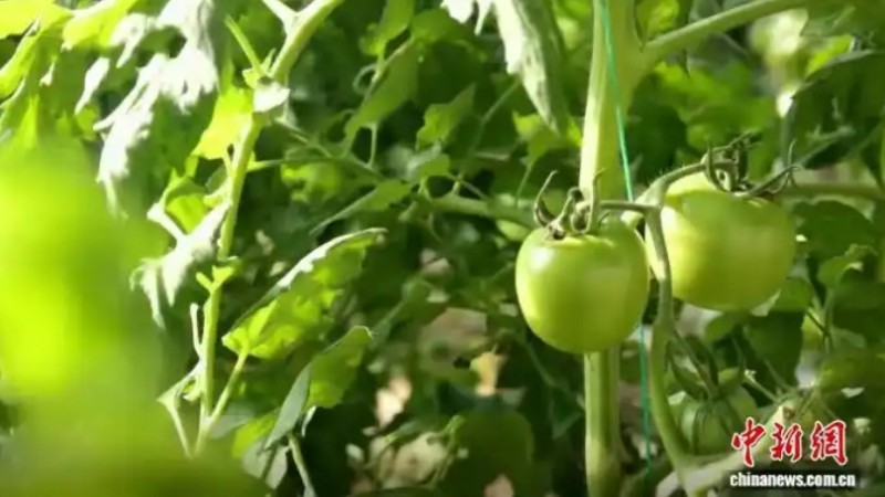 从“一季收”到“四季产” 晋北小城设施农业铺就富民路