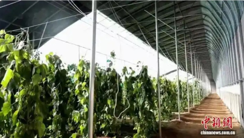 从“一季收”到“四季产” 晋北小城设施农业铺就富民路