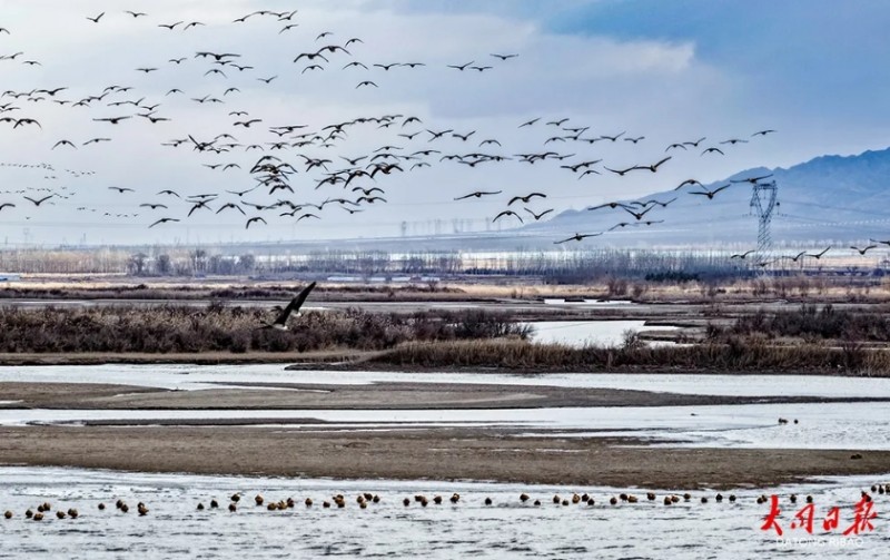 万羽珍禽云集成景！大同桑干河湿地迎候鸟迁徙高峰