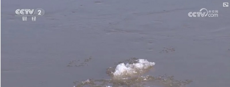 黄河河曲段进入流凌期，天鹅也现身了