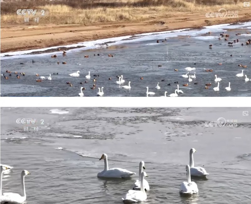 黄河河曲段进入流凌期，天鹅也现身了