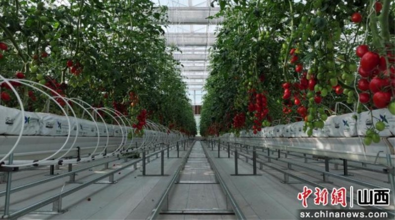 山西天镇打造&ldquo;智慧农业&rdquo;样板 蔬菜出口20余国