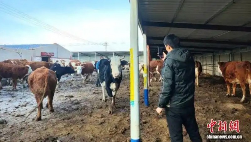 乌兰察布乡村振兴新图景：种业创新、特色挖掘、金融护航