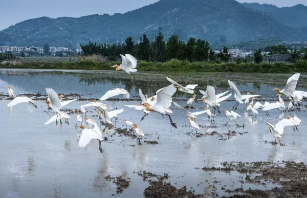 福州：敖江清流滋养&ldquo;绿富共赢&rdquo;新图景