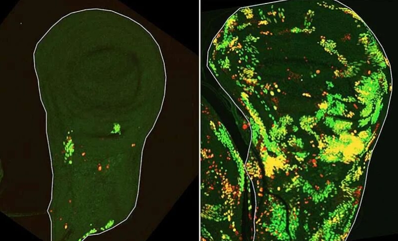 50年谜团破解：科学家揭开人体组织再生的机制