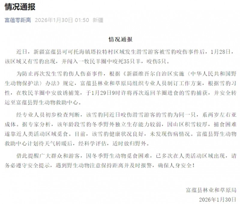 咬伤游客的雪豹，又咬死35只羊！当地通报