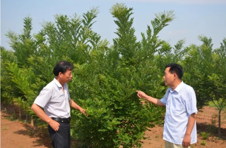 两会&ldquo;手&rdquo;迹丨雷茂端：以耕耘之手 育富民之槐