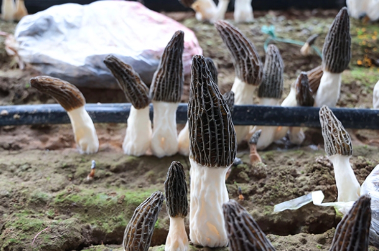 山西忻府区： 光子农业羊肚菌，&ldquo;鲜&rdquo;