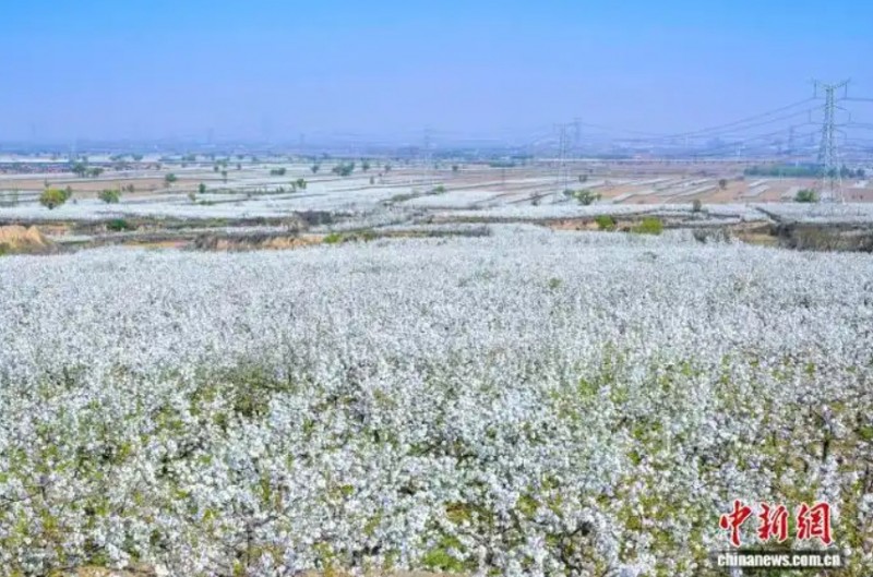 山西祁县古县镇闫漫村梨花盛开。范景淇 摄