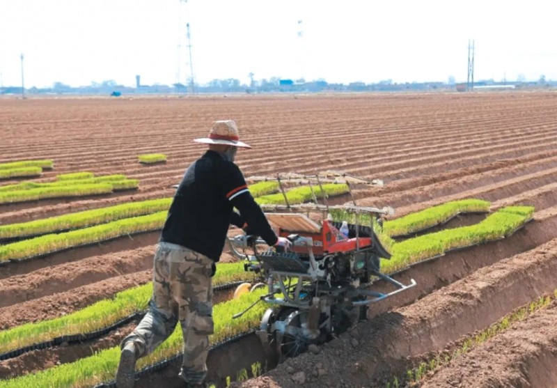 忻府区南胡村：千亩葱苗起新垄 特色产业促振兴
