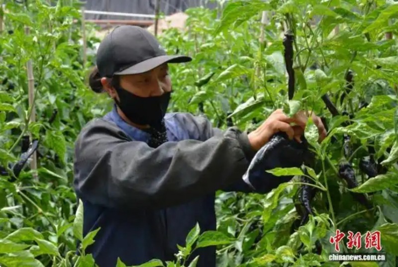 山西大同阳高县的农人正在蔬菜大棚作业。宋佳烨 摄