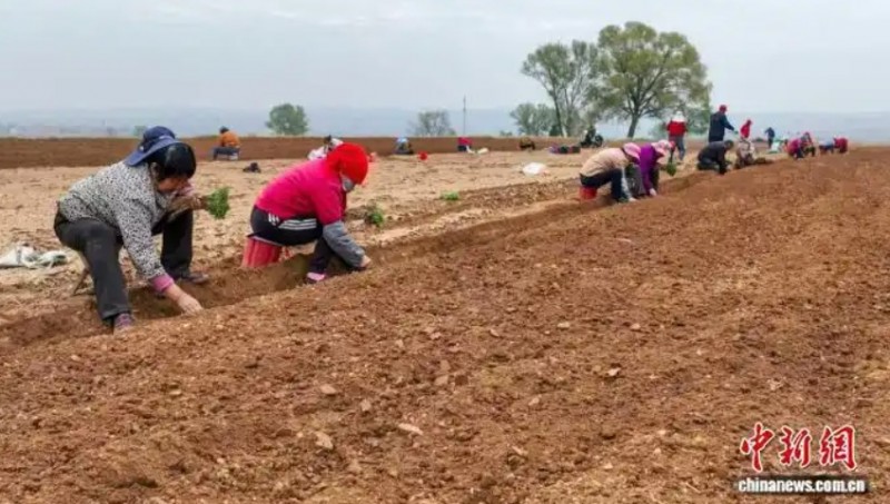 山西省长治市屯留区河神庙乡范家沟村，村民们正弯腰开沟、放苗覆土，一株株党参苗被小心栽入田间。李红卫 摄