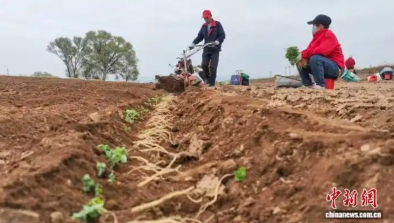 山西省长治市屯留区河神庙乡范家沟村，村民们正弯腰开沟、放苗覆土，一株株党参苗被小心栽入田间。李红卫 摄