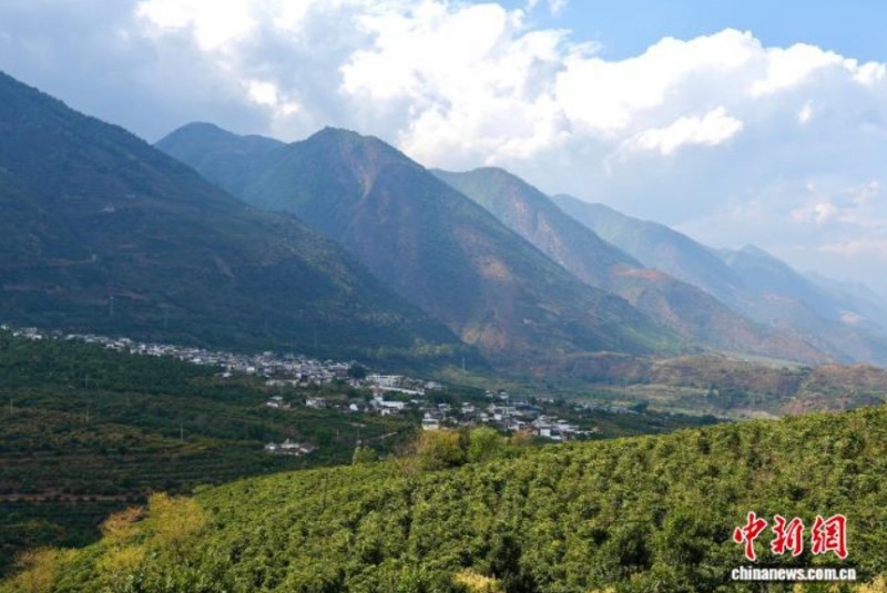 3月25日，位于云南省保山市的新寨村，村庄被万亩咖啡环绕。　罗婕 　摄