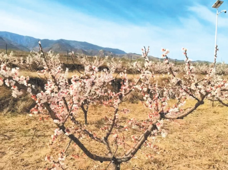 白水杏花竞相绽放。